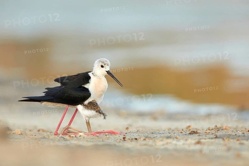 Black-winged Stilt (Himantopus himantopus) with chick, Spain, Europe