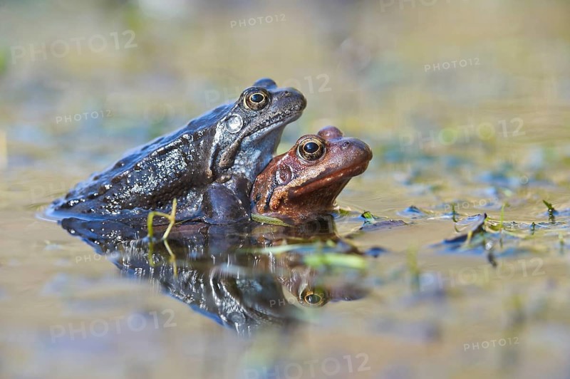 Grasfrosch (Rana temporaria) Grass Frog