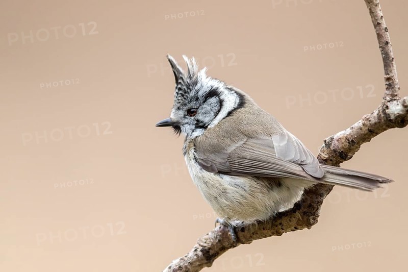 European Crested Tit (Lophophanes cristatus) perched on a branch, Bialowieza National Park, Poland, Europe
