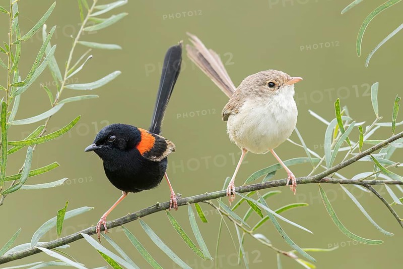 Red-backed Fairywren (Malurus melanocephalus) perched on a branch in eastern Australia