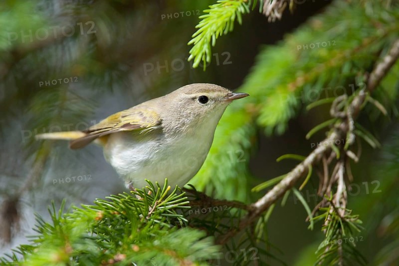 Western Bonelli's Warbler (Phylloscopus bonelli), Bavaria, Germany, Europe