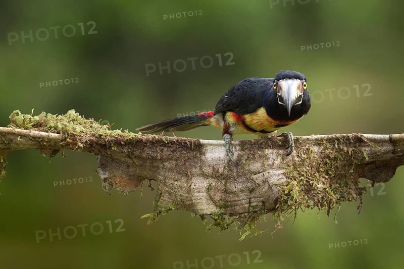 Collared Aracari (Pteroglossus torquatus), Costa Rica, Central America