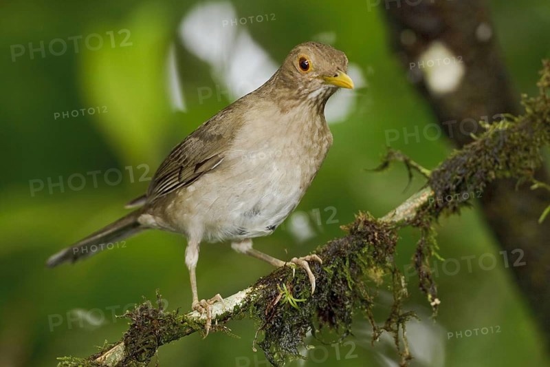 Ecuadorian Thrush (Turdus maculirostris), Ecuador, South America
