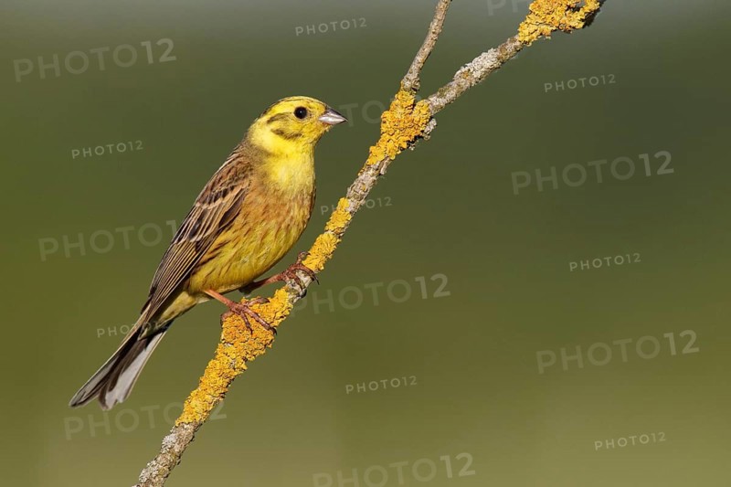 Yellowhammer (Emberiza citrinella), Berlin, Germany, Europe
