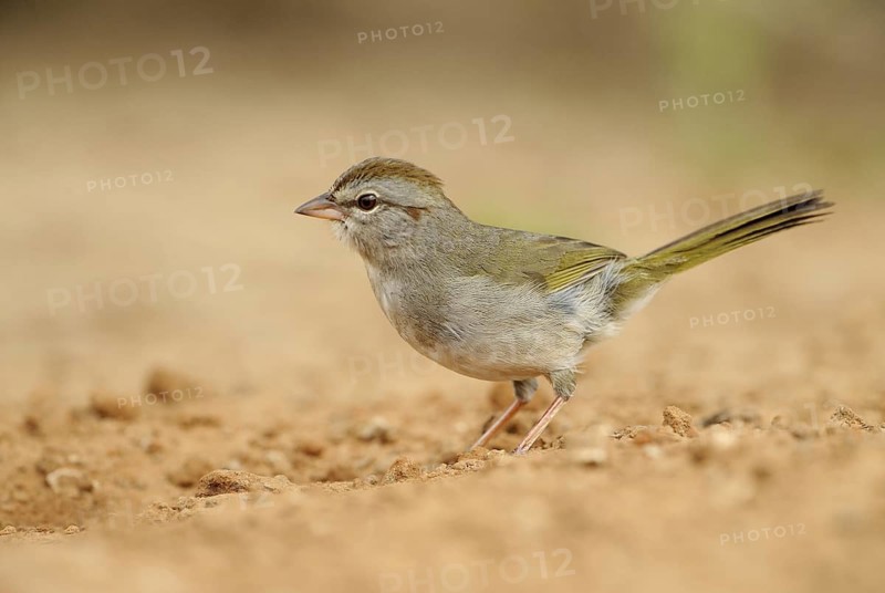 Olive Sparrow (Arremonops rufivirgatus), Texas, USA, North America