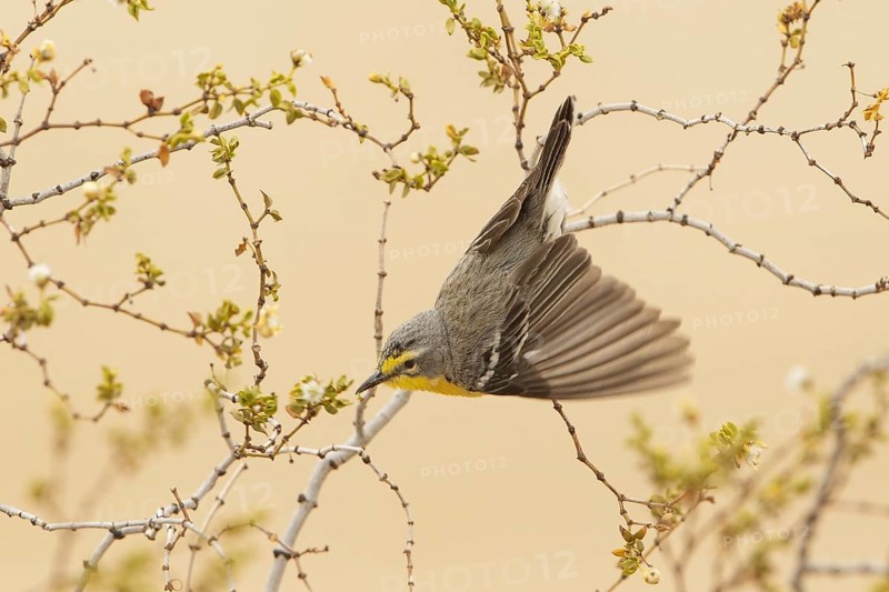 Grace's Warbler (Setophaga graciae) female, California, USA, North America