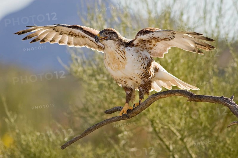 Ferruginous Hawk (Buteo regalis), Arizona, USA, North America