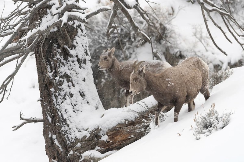 Bighorn Sheep (Ovis canadensis) two females in snowy countryside, Yellowstone National Park, Wyoming, USA, North America