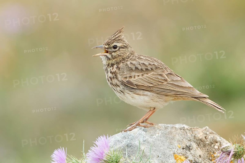 Thekla Lark (Galerida theklae) singing, Mallorca, Spain, Europe