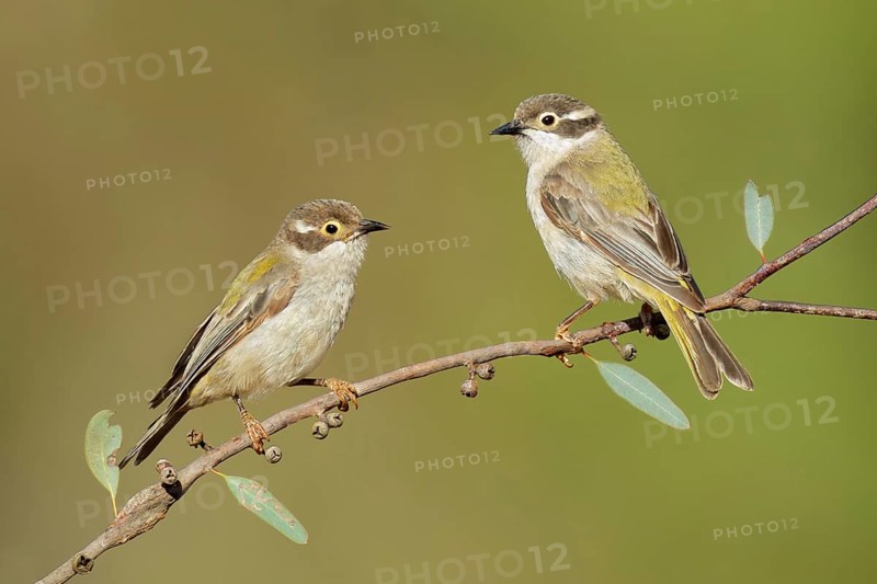 Brown-headed Honeyeater (Melithreptus brevirostris), Victoria, Australia, Oceania