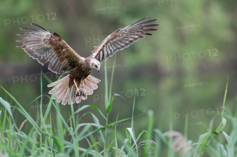Rohrweihe, lat. Circus aeruginosus, Weibchen, Alterskleid, im Flug mit Beutevogel in den Fängen über dem Schilfufer