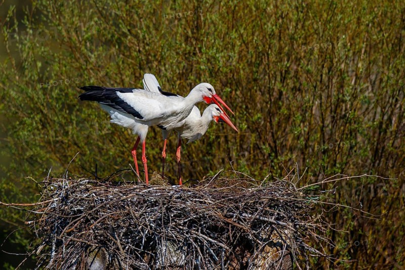 White Stork (Ciconia ciconia) pair in nest, North Rhine-Westphalia, Germany, Europe