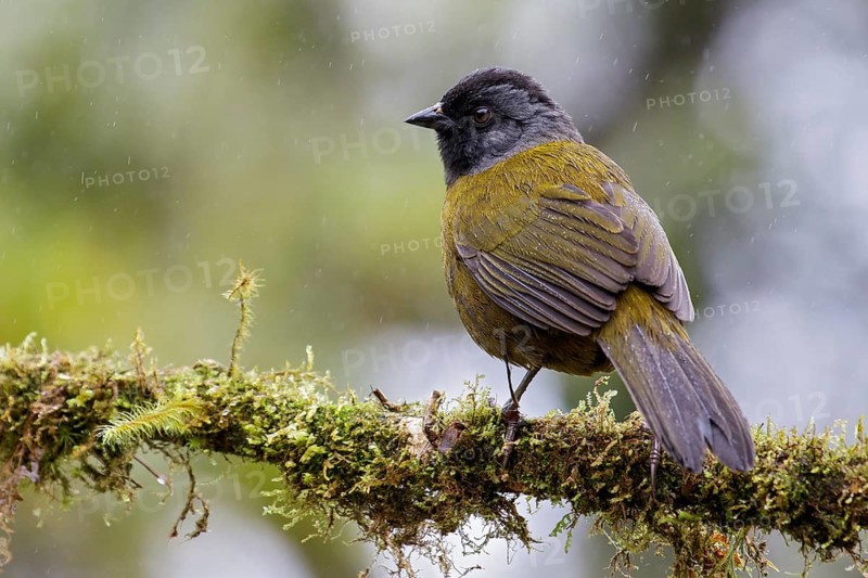 Large-footed Finch (Pezopetes capitalis) perched on a branch in Costa Rica