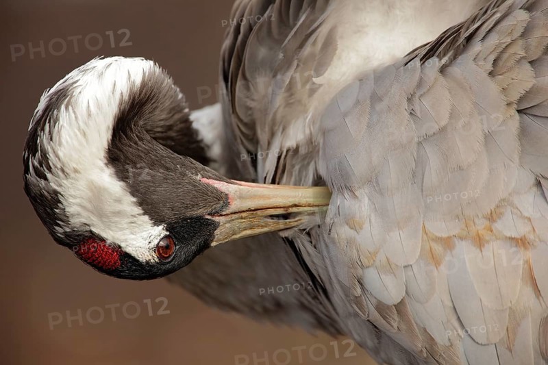Common Crane, Grus grus, detail portrait, big bird in the nature habitat, Lake Hornborga, Sweden, Europe