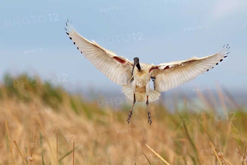 Australian White Ibis (Threskiornis molucca) flying, Victoria, Australia, Oceania