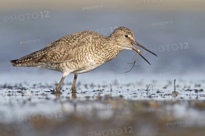 Willet (Tringa semipalmata) calling, Alberta, Canada, North America