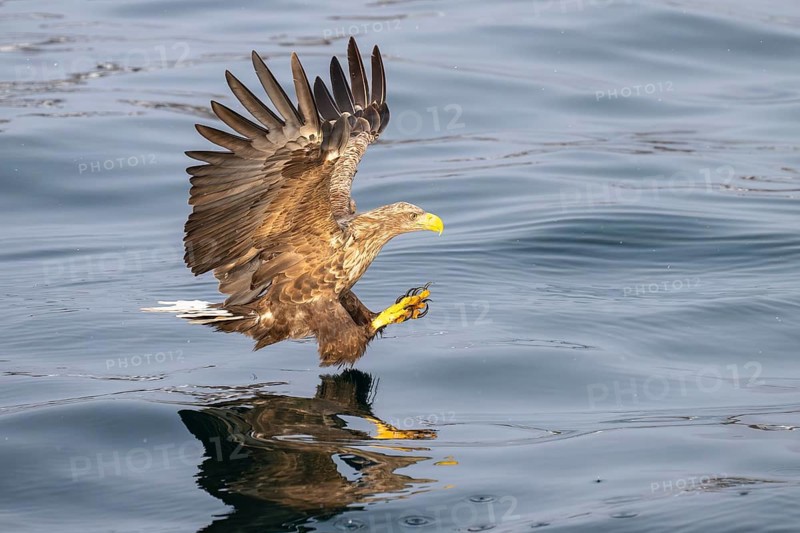 White-tailed eagle (Haliaeetus albicilla), in flight, Lofoten, Norway, Europe