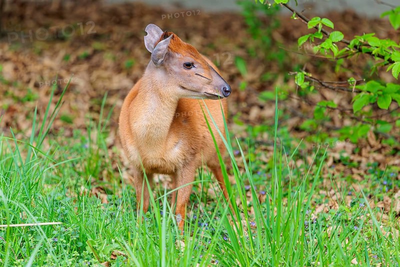 A male Red Forest Duiker (Cephalophus natalensis) stands in a green meadow, eating grass and herbs