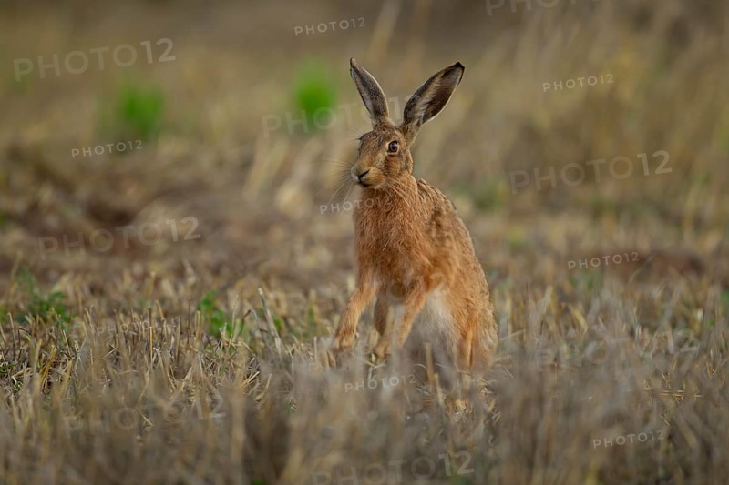 European brown hare (Lepus europaeus) adult animal stretching its front legs in a farmland stubble field in summer, England, United Kingdom, Europe