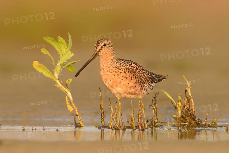Short-billed Dowitcher (Limnodromus griseus), Texas, USA, North America
