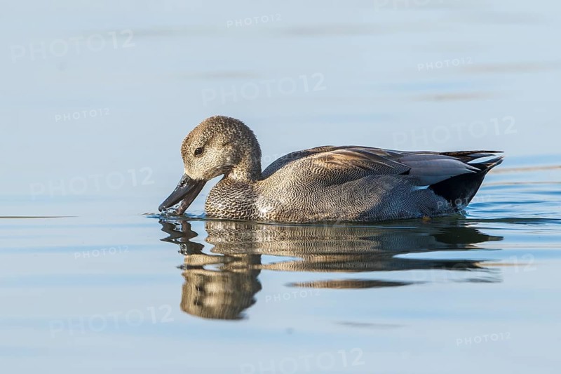 Gadwall (Mareca strepera) male, Baden-Wuerttemberg, Germany, Europe