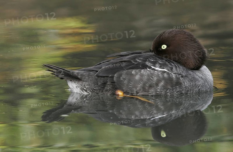 Common Goldeneye (Bucephala clangula) female, California, USA, North America