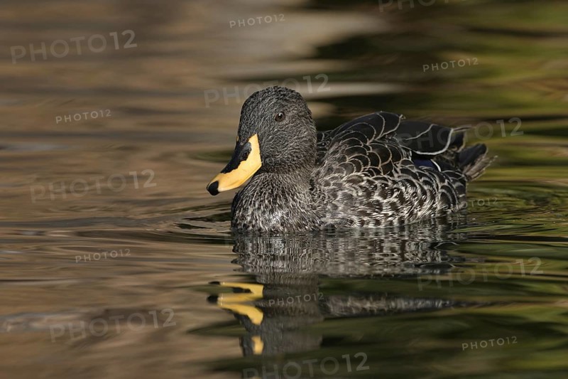 Yellow-billed Duck (Anas undulata), Arizona, USA, North America