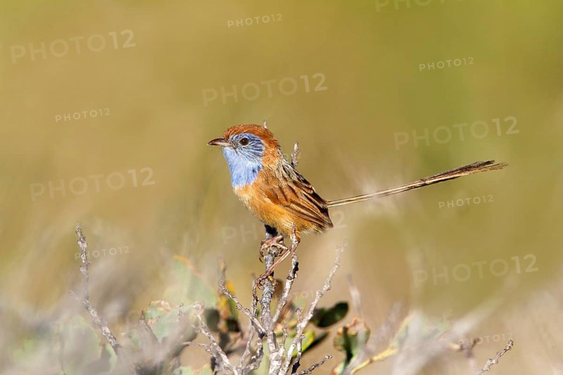 Rufous-crowned Emu-wren (Stipiturus ruficeps) male, Western Australia, Australia, Oceania