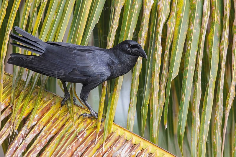 Cuban Crow (Corvus nasicus) perched on a branch in Cuba