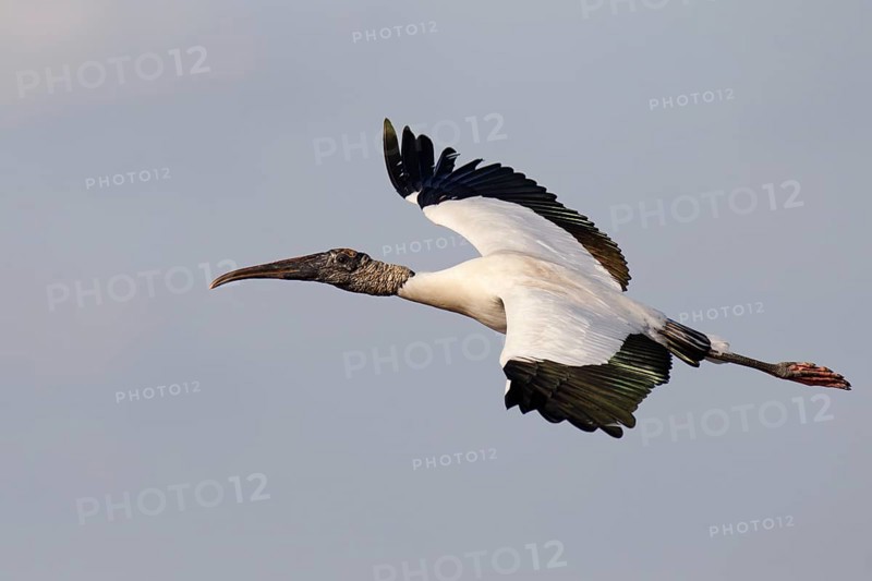 Wood Stork (Mycteria americana) flying, Florida, USA, North America