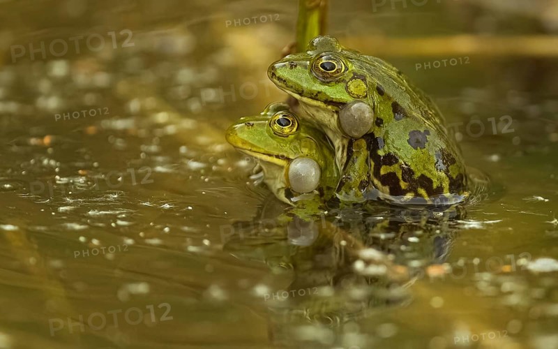 Teichfrosch (Pelophylax)