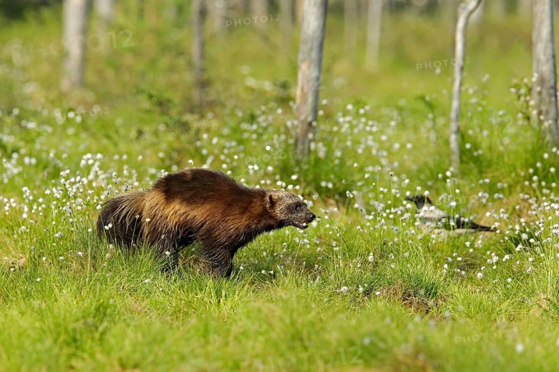 Running Wolverine in Finnish taiga. Wildlife scene from nature. Rare animal from north of Europe. Wild wolverine in summer cotton grass. Aninal behaviour in the habitat, Finland, Europe
