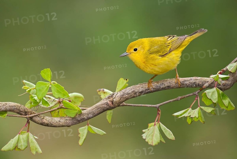 American Yellow Warbler (Setophaga aestiva) male perched on a branch, Texas, USA, North America