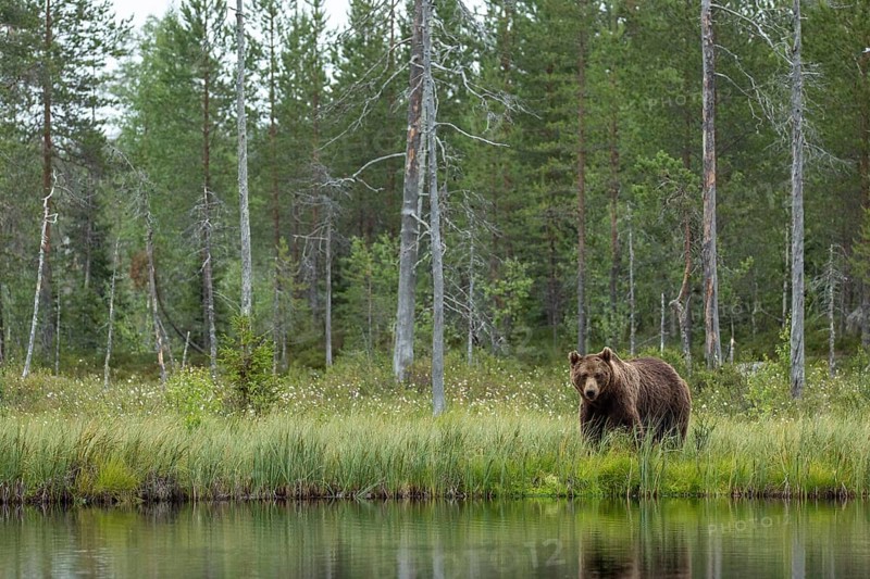 Brown Bear (Ursus arctos), on forest, Kainuu, Finland, Europe