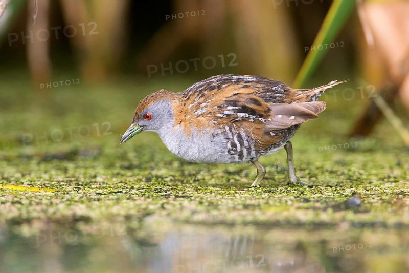 Baillon's Crake (Porzana pusilla palustris) foraging, Victoria, Australia, Oceania
