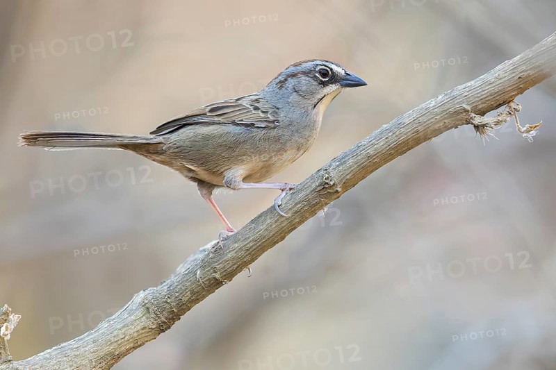 Oaxaca Sparrow (Aimophila notosticta) perched on a branch in Oaxaca, Mexico, Central America
