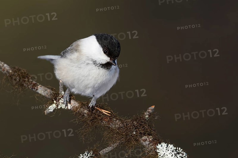 Willow Tit - Weidenmeise - Poecile montanus ssp. borealis, Finland, Europe