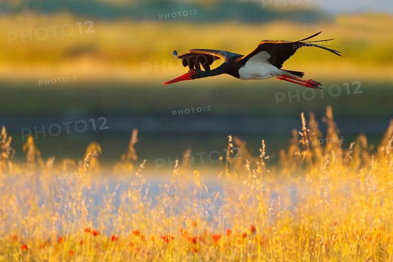 Black Stork (Ciconia nigra) flying, Greece, Europe