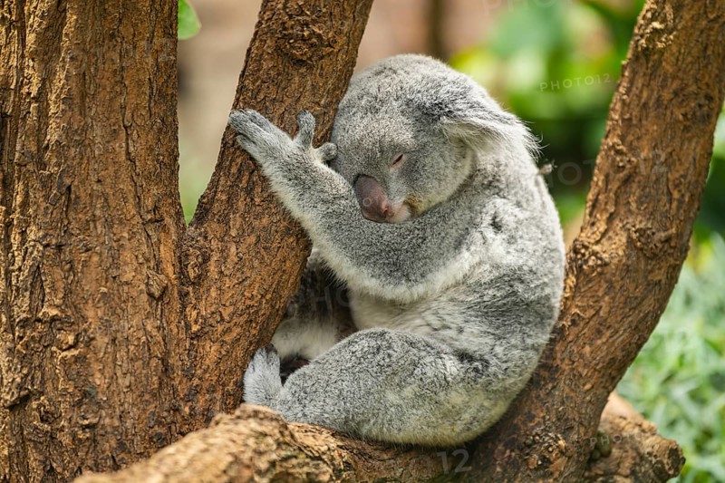 Koala (Phascolarctos cinereus) sitting on a tree, captive, distribution South Australia, Australia, Oceania