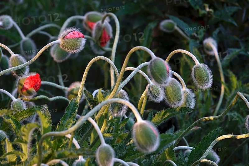 Poppies in spring, Germany, Europe
