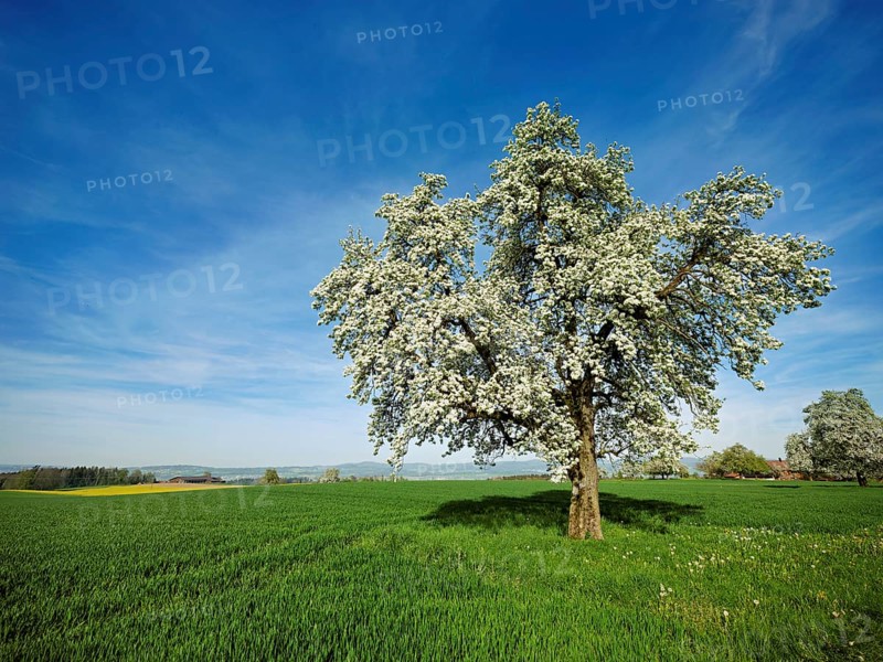 Flowering pear trees (Pyrus communis), Beinwil, Freiamt, Canton Aargau, Switzerland, Europe