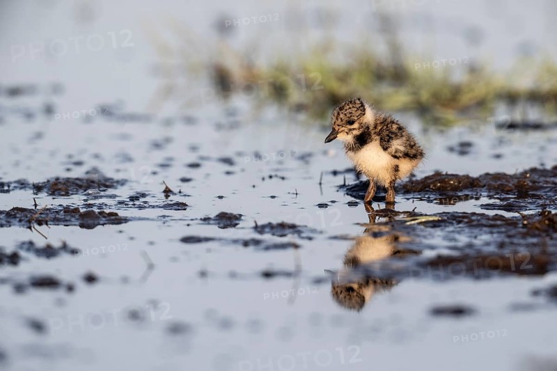 Young lapwing (Vanellus vanellus), Lower Saxony, Germany, Europe