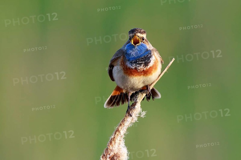 Bluethroat (Luscinia svecica cyanecula) male singing from cattail, Netherlands