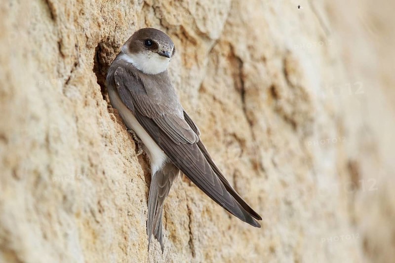 Sand Martin (Riparia riparia), North Rhine-Westphalia, Germany, Europe