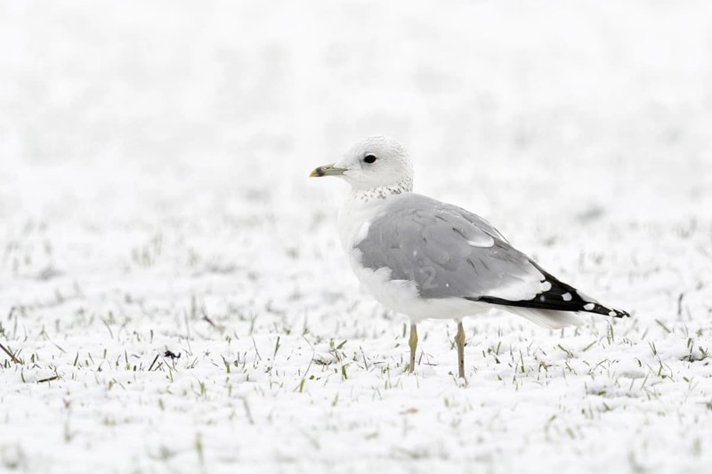 Mew Gull (Larus canus), North Rhine-Westphalia, Germany, Europe