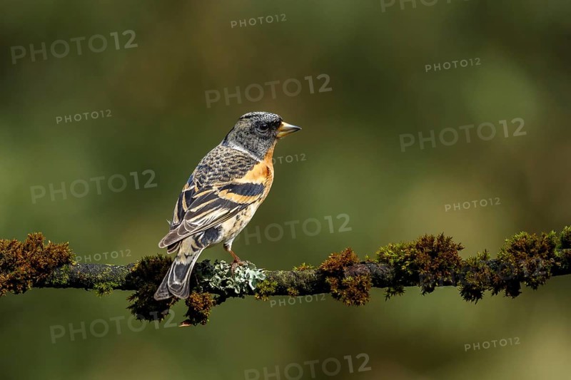 Keep zittend op bemost takje, Brambling sitting on branch