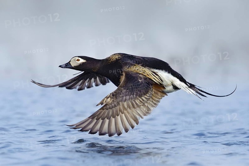 Long-tailed Duck (Clangula hyemalis) male flying, Alaska, USA, North America