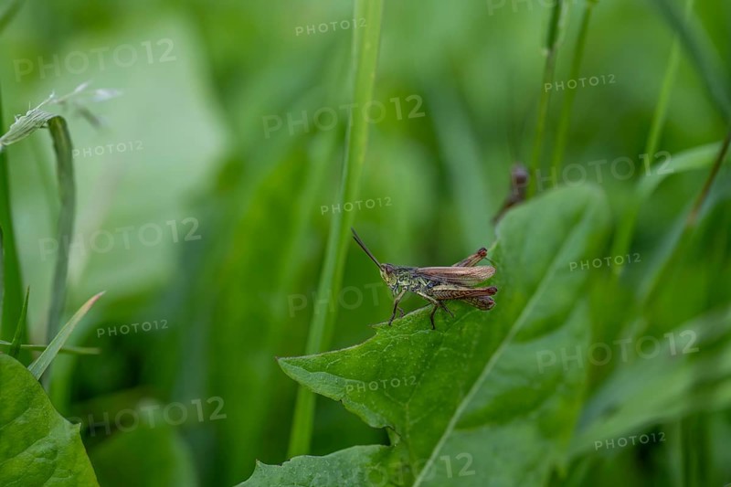 Great green bush cricket (locusta), grasshopper, on a blade of grass in a meadow, Tyrol, Austria, Europe