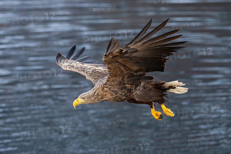 White-tailed eagle (Haliaeetus albicilla), in flight, Lofoten, Norway, Europe