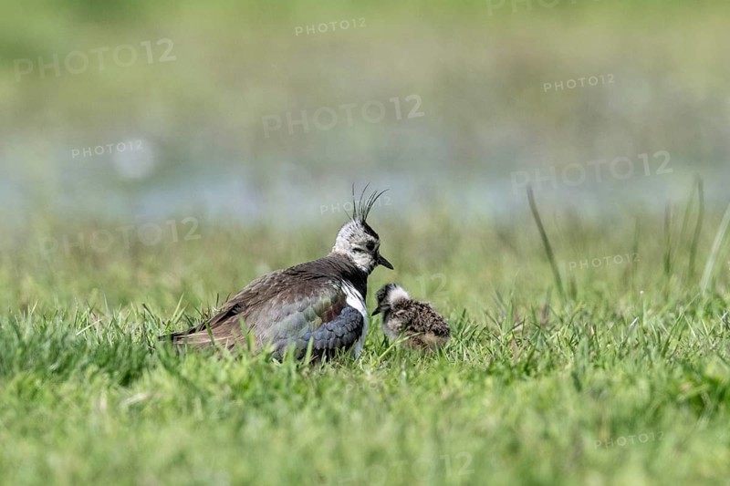 Lapwing (Vanellus vanellus) with young, Lower Saxony, Germany, Europe
